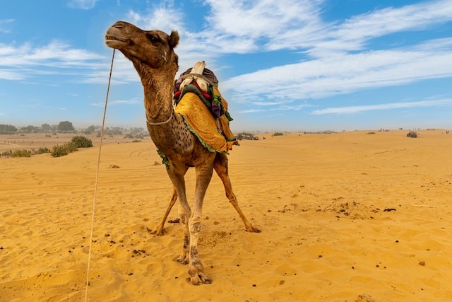 camel in the desert